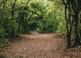 Parque Mata da Pipa está entre os 100 destinos verdes do mundo